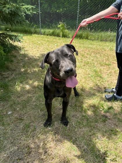 Salem, Adoptable, Adult Male Pit Bull Terrier & Mixed Breed.