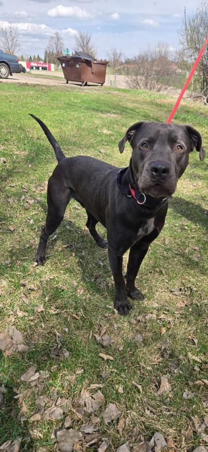Enlarge Salem, a Adoptable mixed breed in Fergus Falls, MN image 3/3