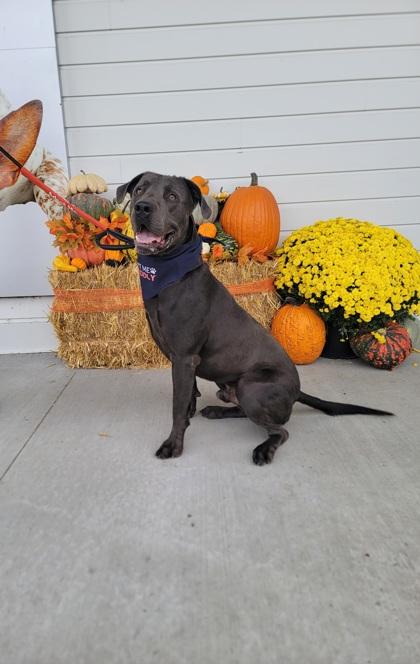 Salem, Adoptable, Adult Male Pit Bull Terrier & Mixed Breed.