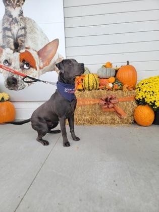 Enlarge Salem, a Adoptable mixed breed in Fergus Falls, MN image 2/3