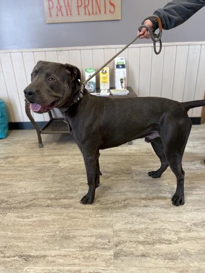 Enlarge Salem, a Adoptable mixed breed in Fergus Falls, MN image 2/3