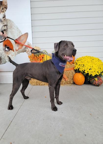 Enlarge Salem, a Adoptable mixed breed in Fergus Falls, MN image 3/3