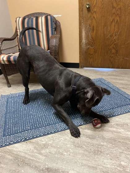 Enlarge Salem, a Adoptable mixed breed in Fergus Falls, MN image 3/3