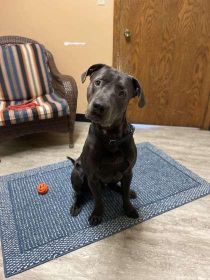 Enlarge Salem, a Adoptable mixed breed in Fergus Falls, MN image 3/3