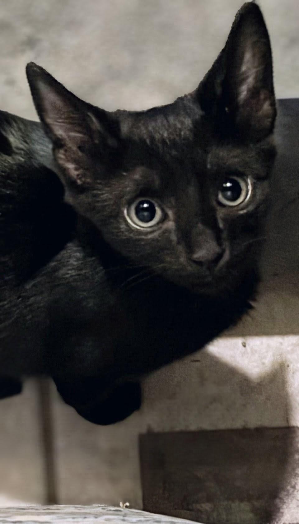 Enlarge Nori, a Adoptable Domestic Short Hair in Honolulu, HI image 2/2