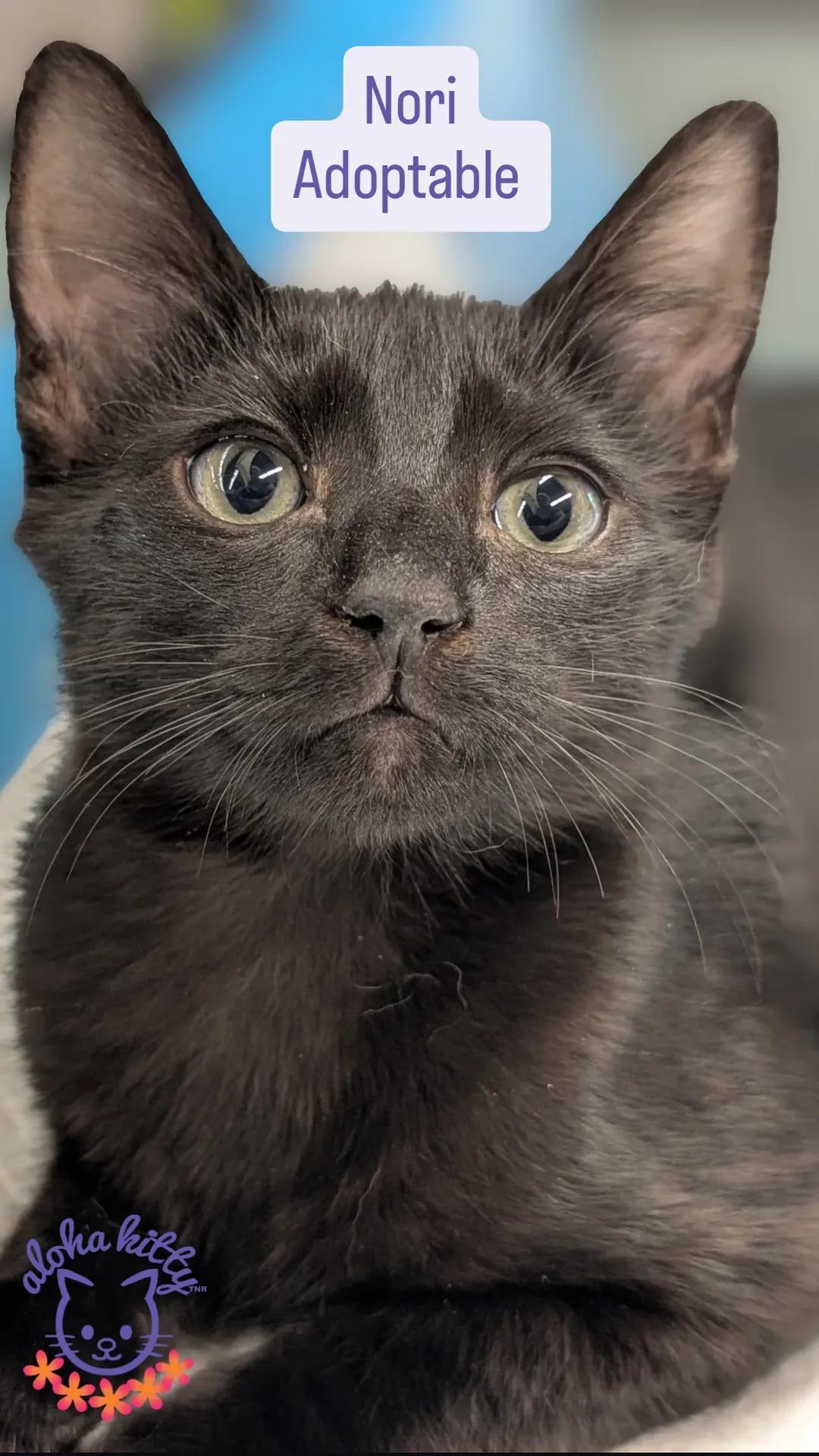 Enlarge Nori, a Adoptable Domestic Short Hair in Honolulu, HI image 1/2