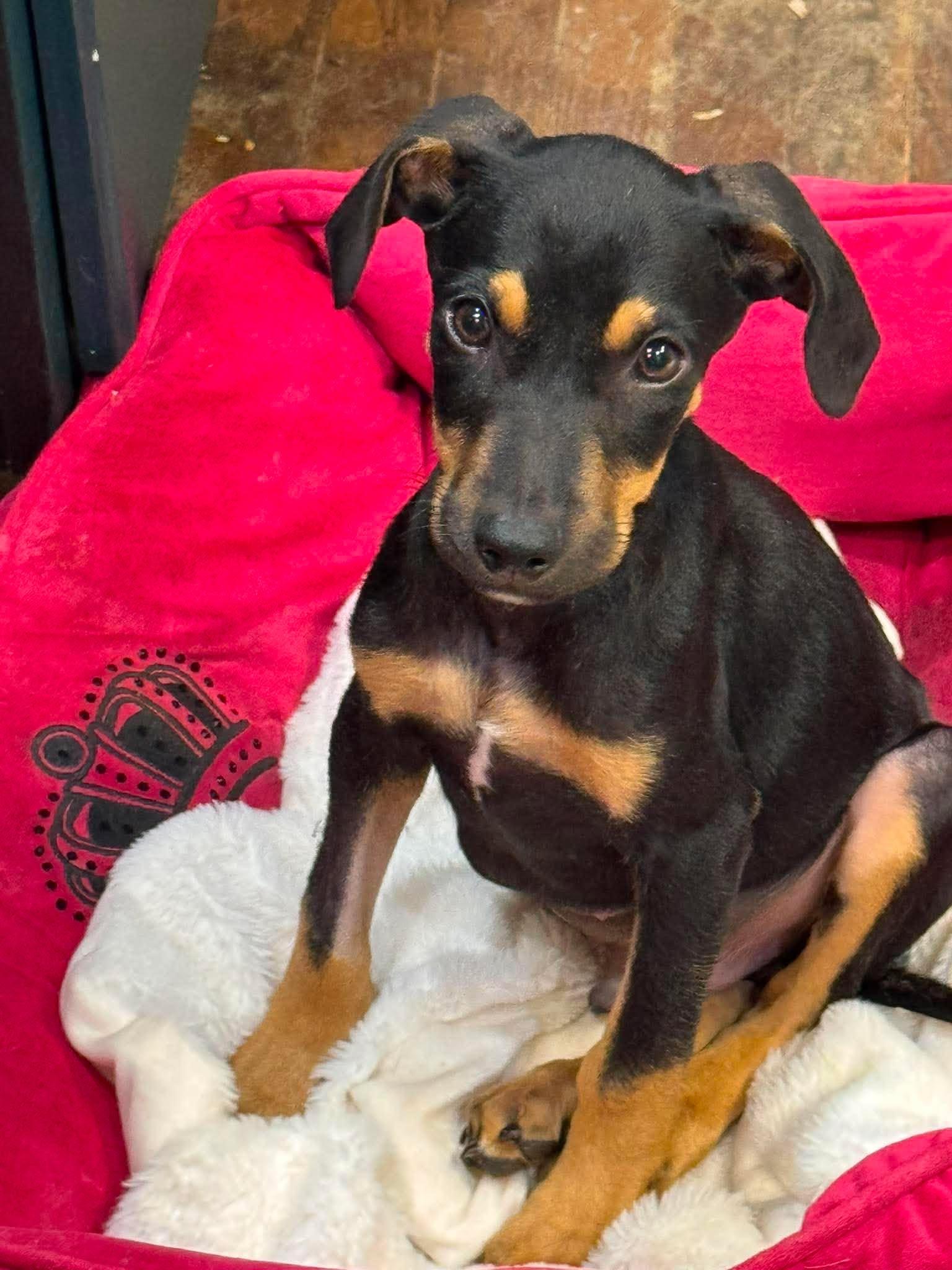 Zion, Adoptable, Puppy Male Doberman Pinscher & German Shepherd Dog.