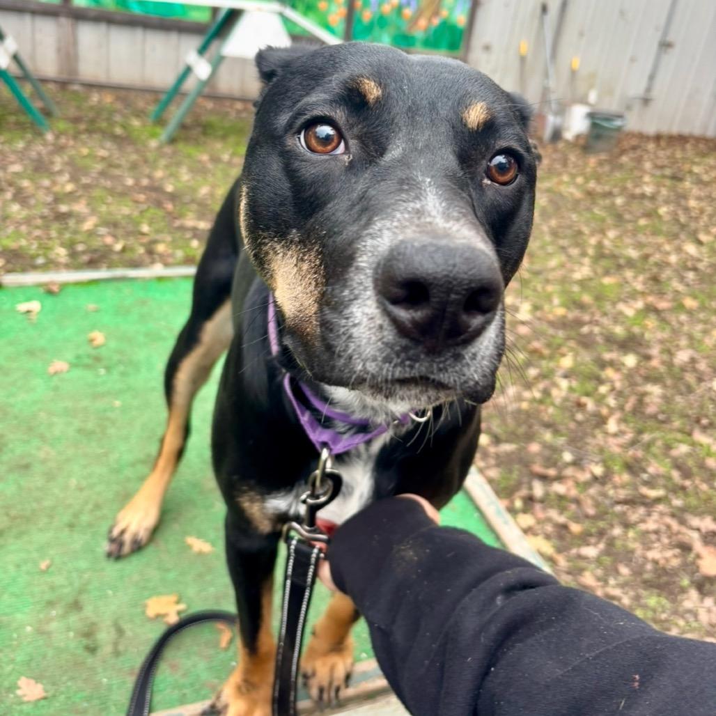 Enlarge Xena, a Adoptable mixed breed in Redwood Valley, CA image 1/6