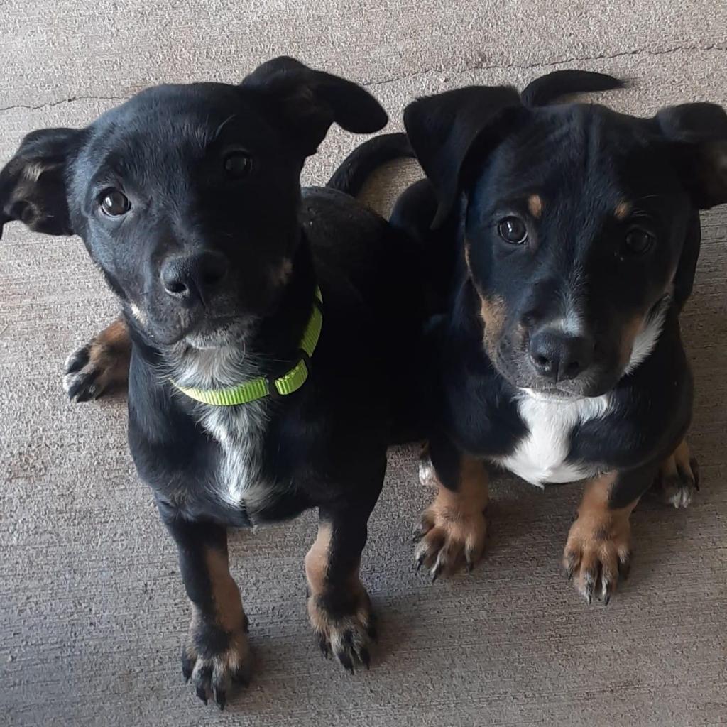 Enlarge Xena, a Adoptable mixed breed in Redwood Valley, CA image 2/6