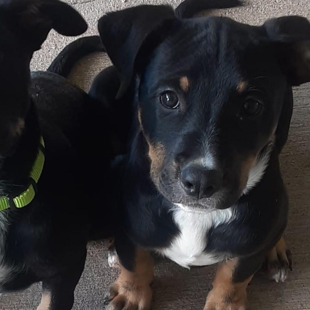 Enlarge Xena, a Adoptable mixed breed in Redwood Valley, CA image 3/6