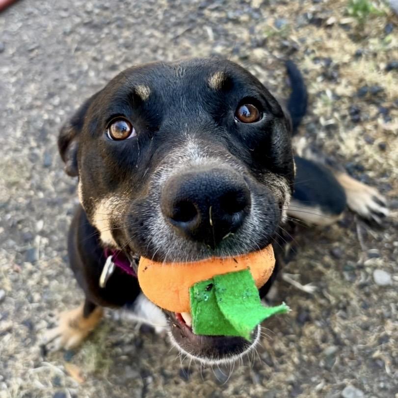 Enlarge Xena, a Adoptable mixed breed in Redwood Valley, CA image 4/6