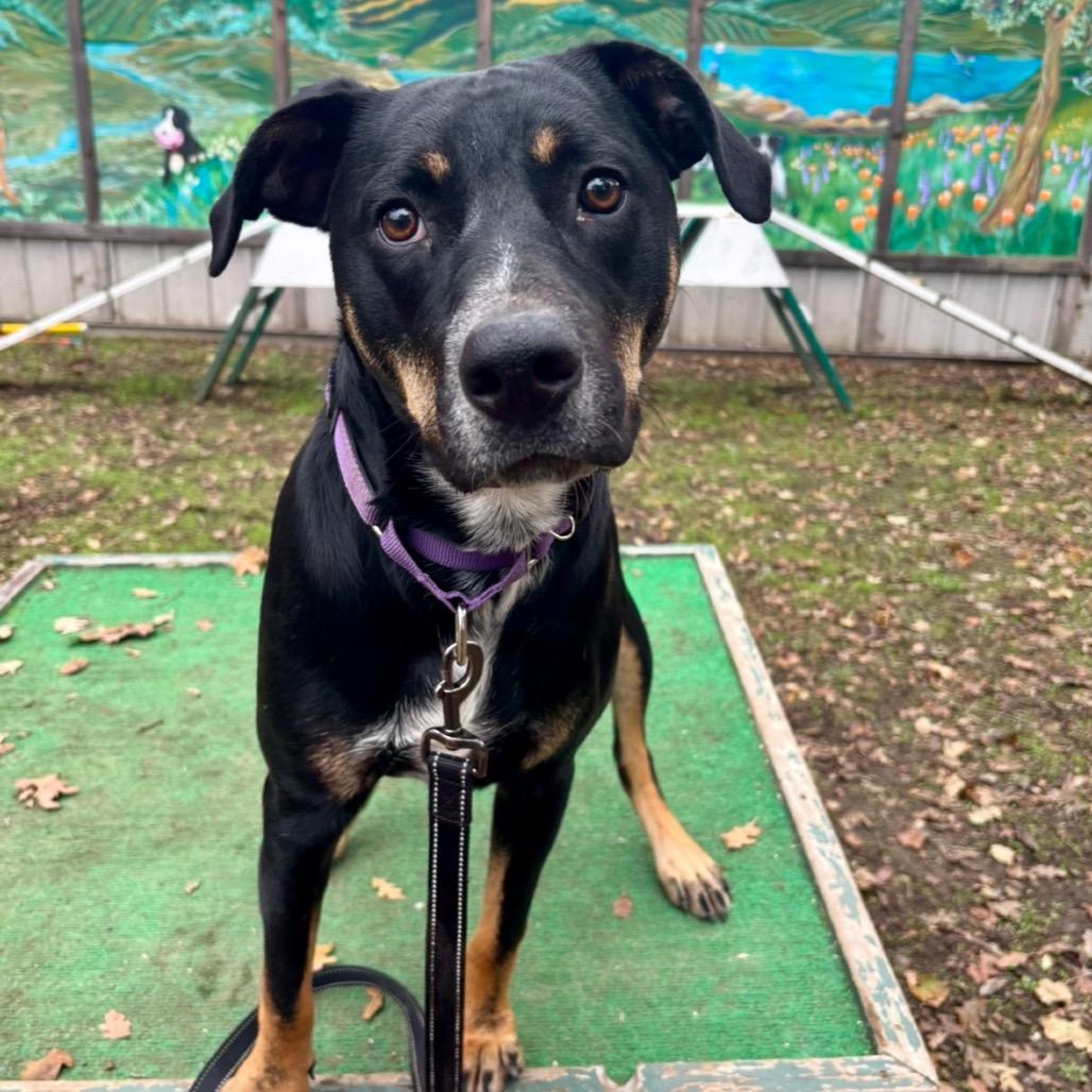 Enlarge Xena, a Adoptable mixed breed in Redwood Valley, CA image 5/6