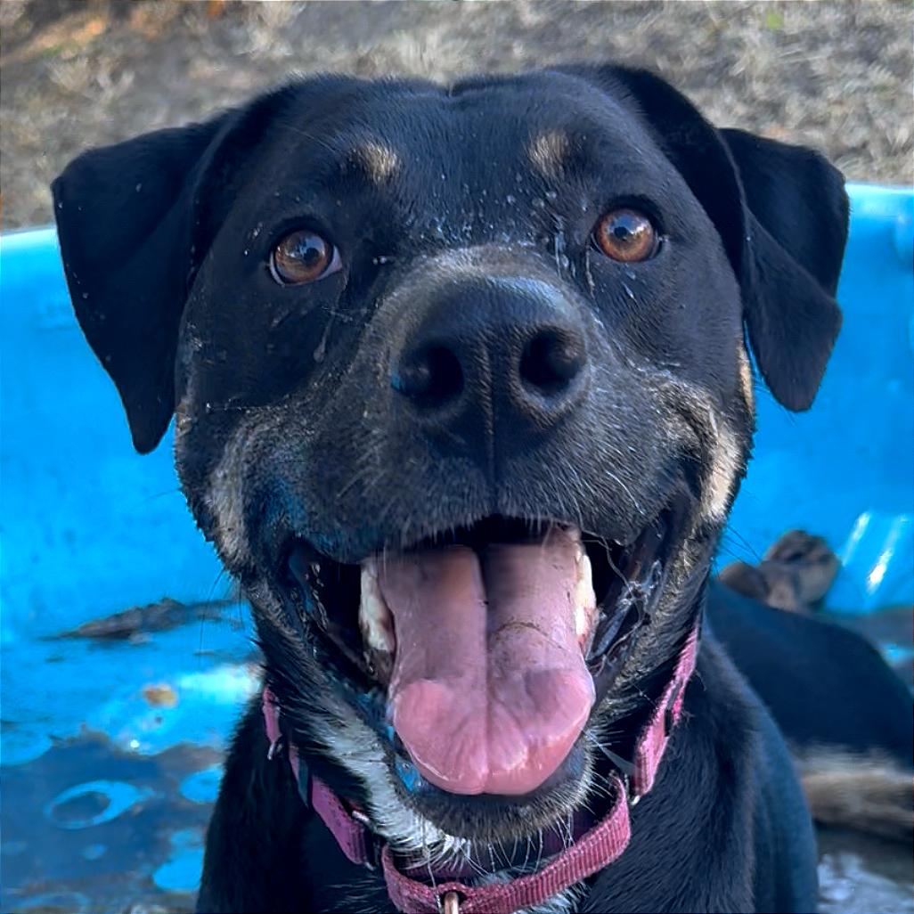 Enlarge Xena, a Adoptable mixed breed in Redwood Valley, CA image 4/5