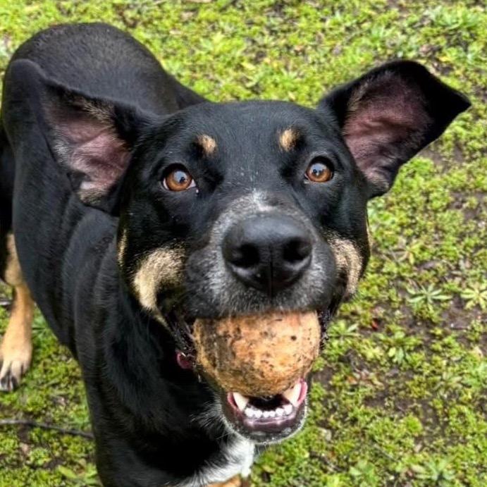 Xena, a Adoptable mixed breed in Redwood Valley, CA image 5/6