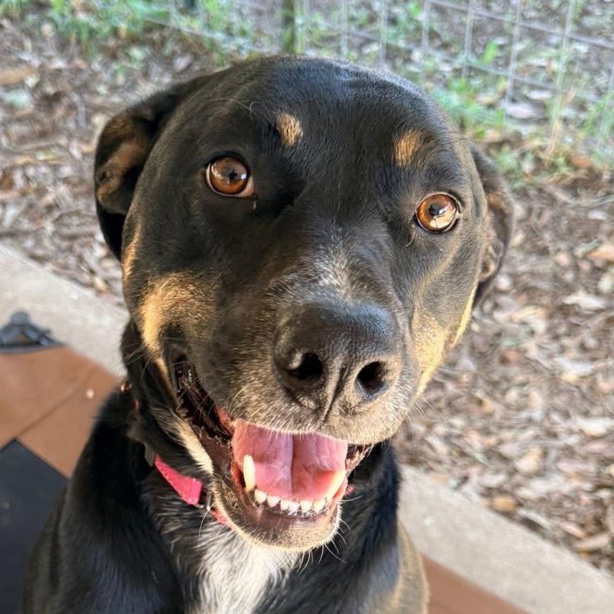 Enlarge Xena, a Adoptable mixed breed in Redwood Valley, CA image 5/6