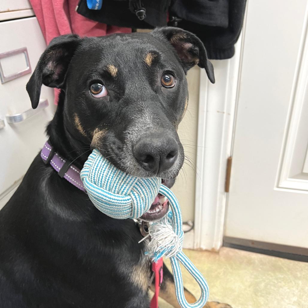 Enlarge Xena, a Adoptable mixed breed in Redwood Valley, CA image 6/6