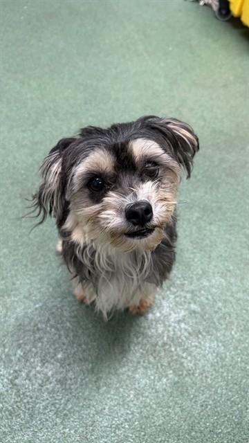COFFEE, Adoptable, Adult Female Schnauzer & Mixed Breed.