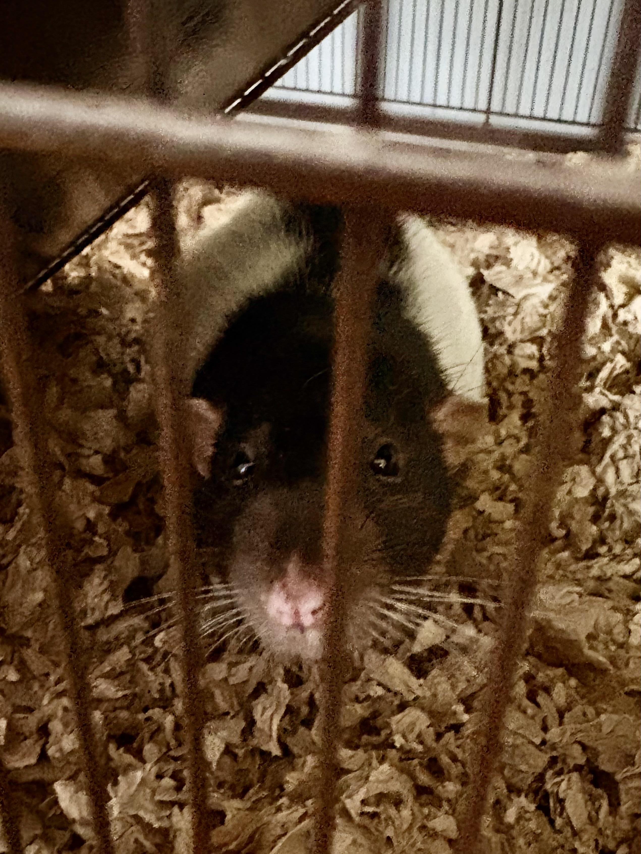 Enlarge Charm & Deek, a Adoptable Rat in Andover, CT image 3/4