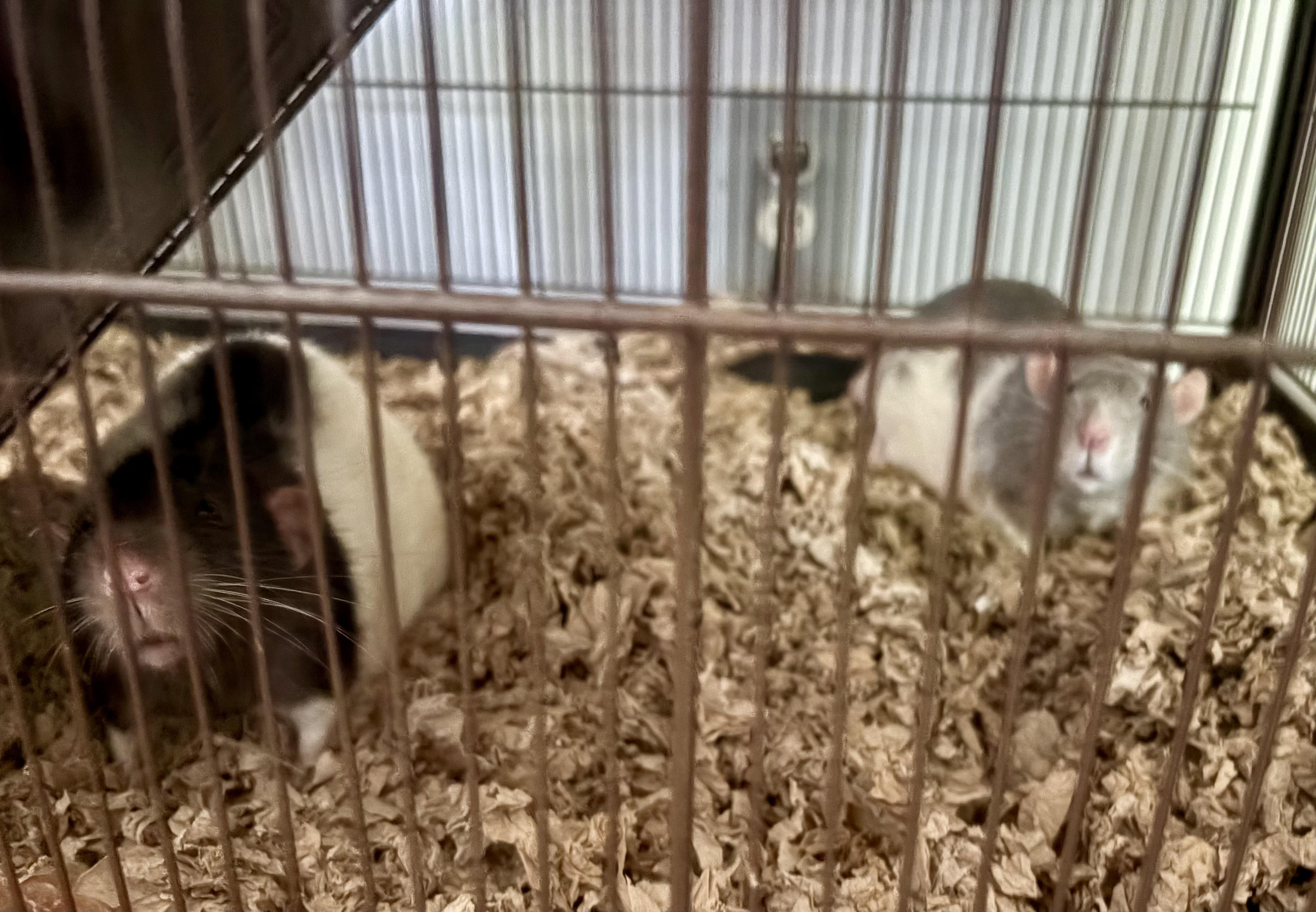 Enlarge Charm & Deek, a Adoptable Rat in Andover, CT image 2/4