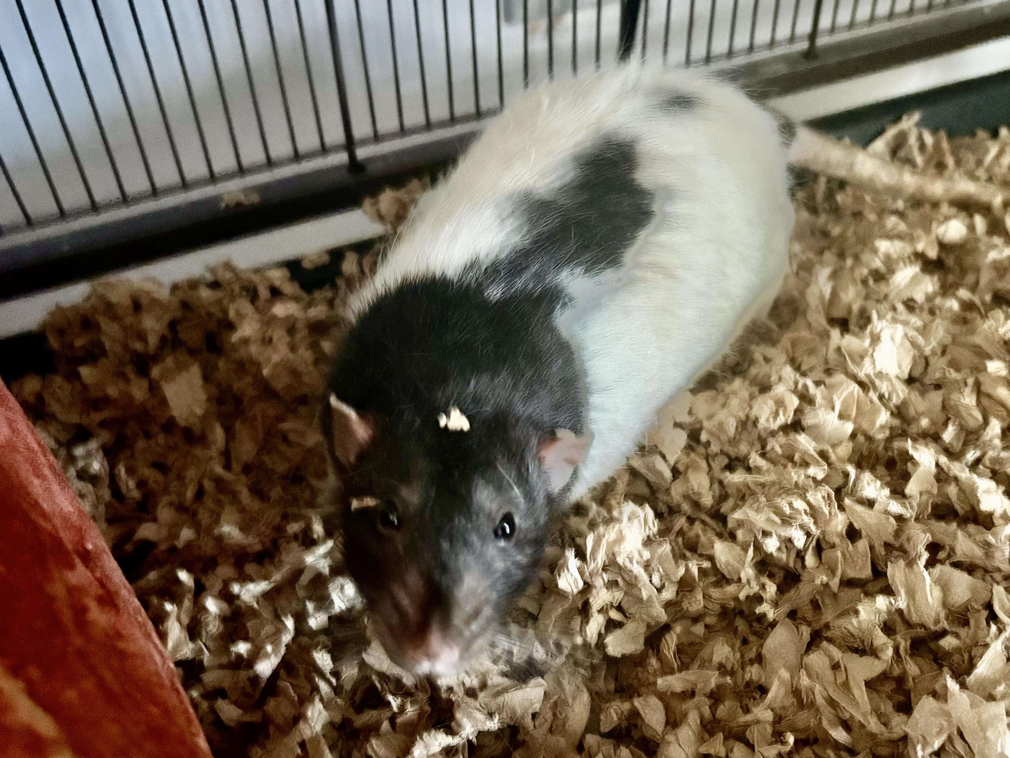 Enlarge Charm & Deek, a Adoptable Rat in Andover, CT image 1/4