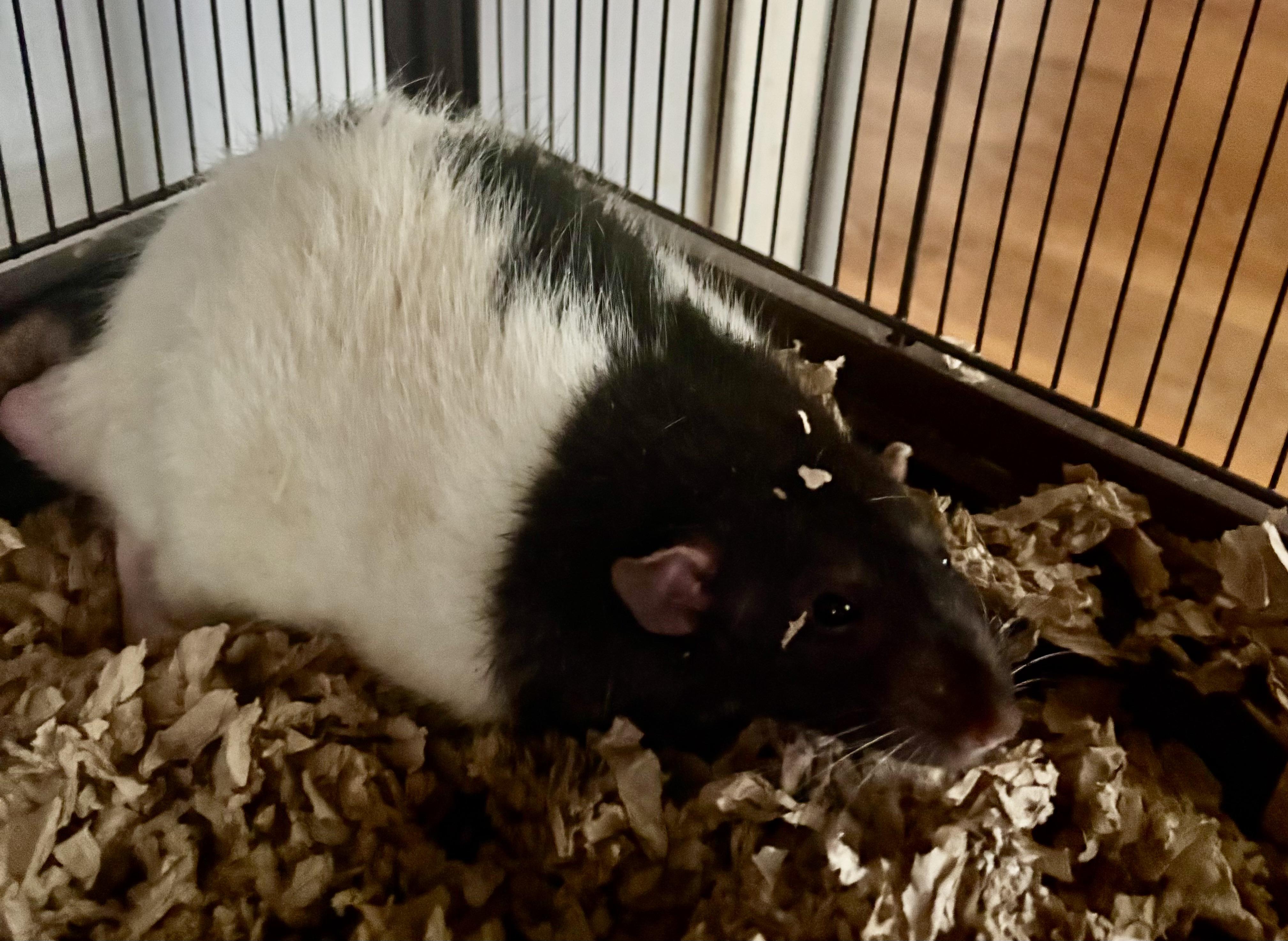 Enlarge Charm & Deek, a Adoptable Rat in Andover, CT image 4/4