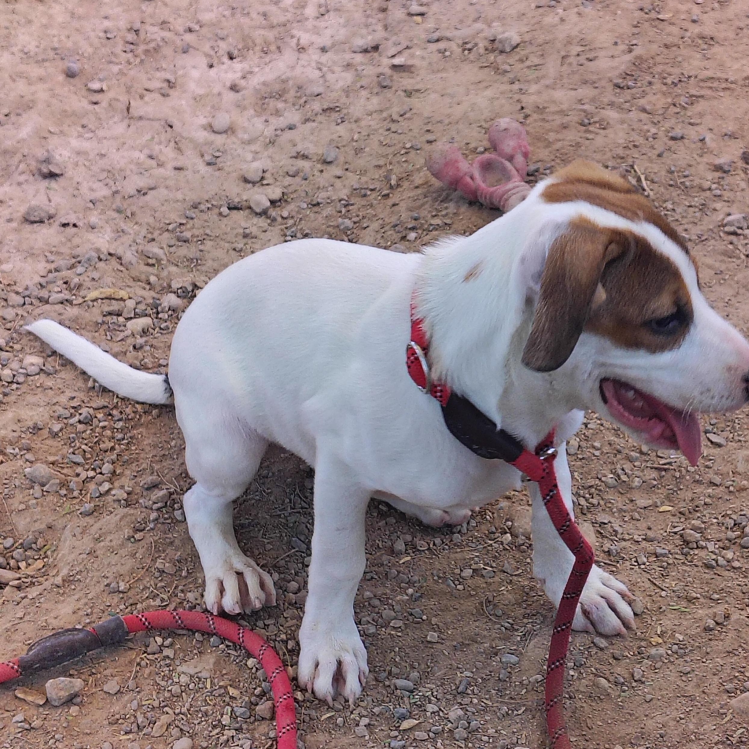 Enlarge Parker, a Adopted mixed breed in Parker, AZ image 3/3