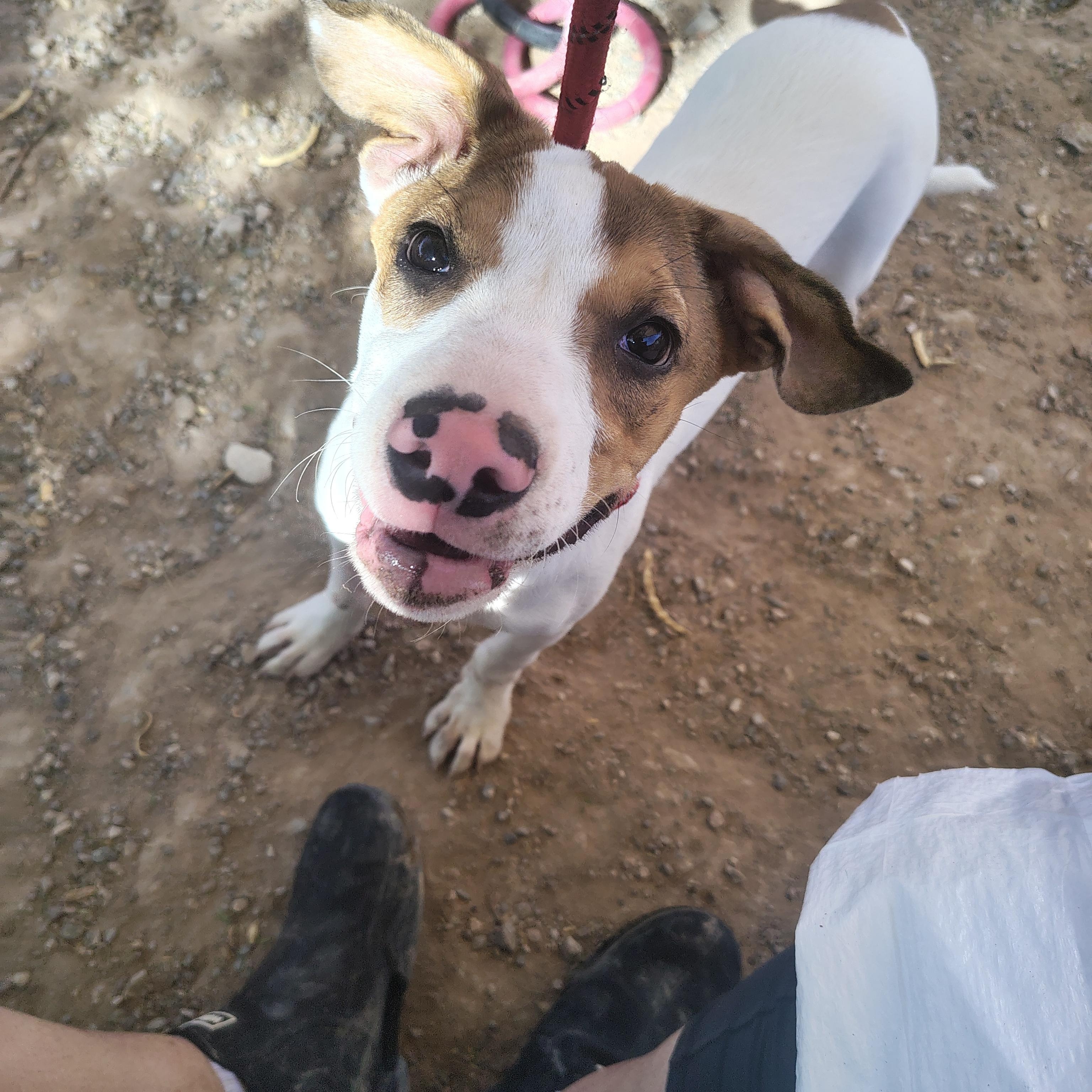 Enlarge Parker, a Adopted mixed breed in Parker, AZ image 1/3