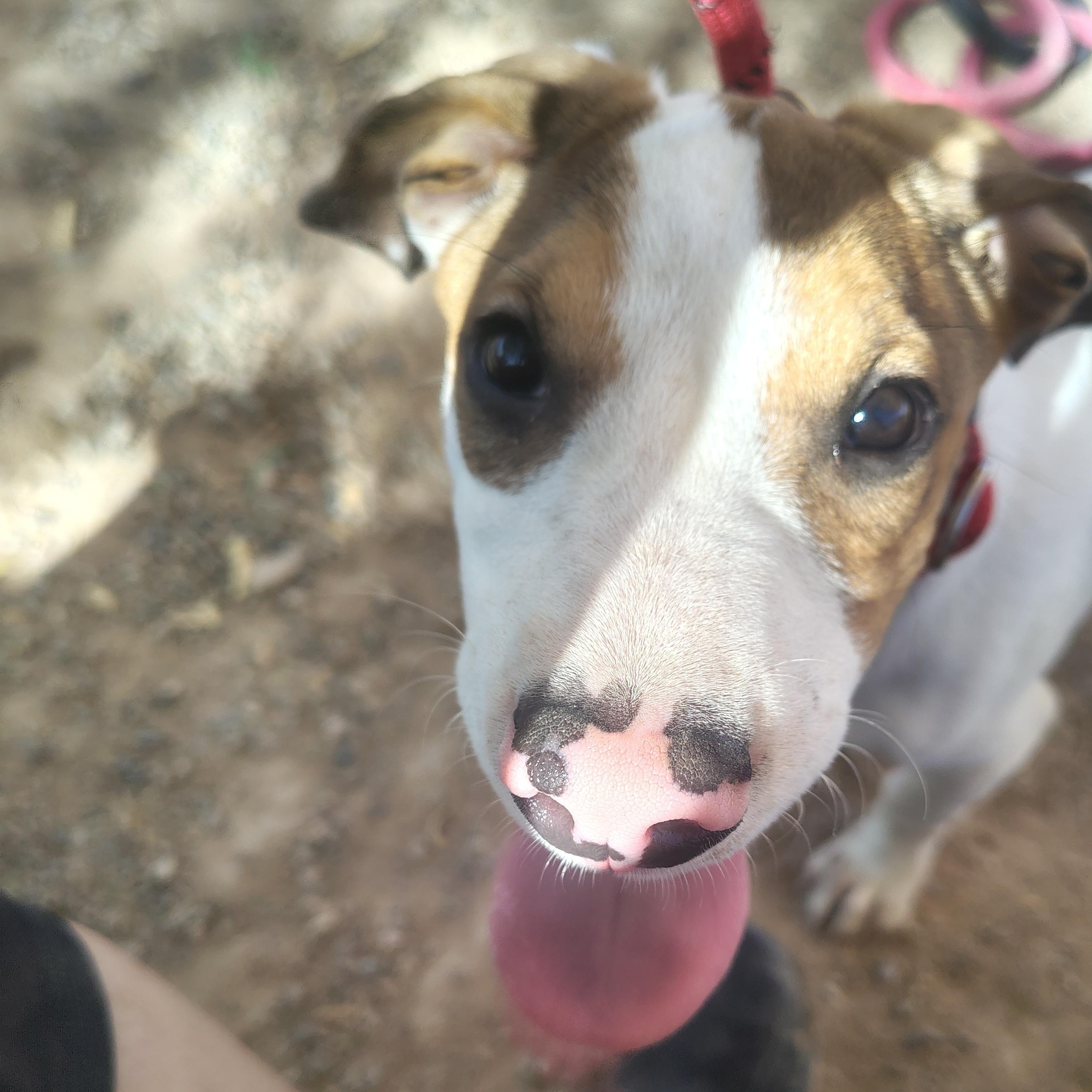 Enlarge Parker, a Adopted mixed breed in Parker, AZ image 2/3