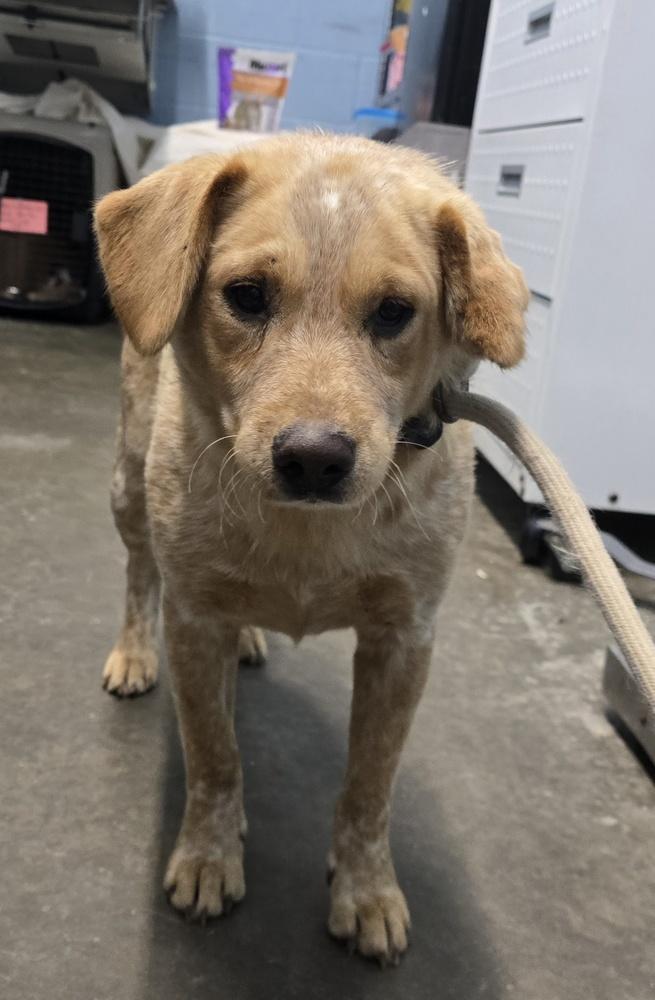 Lonestar, Adopted, Adult Male Cattle Dog.