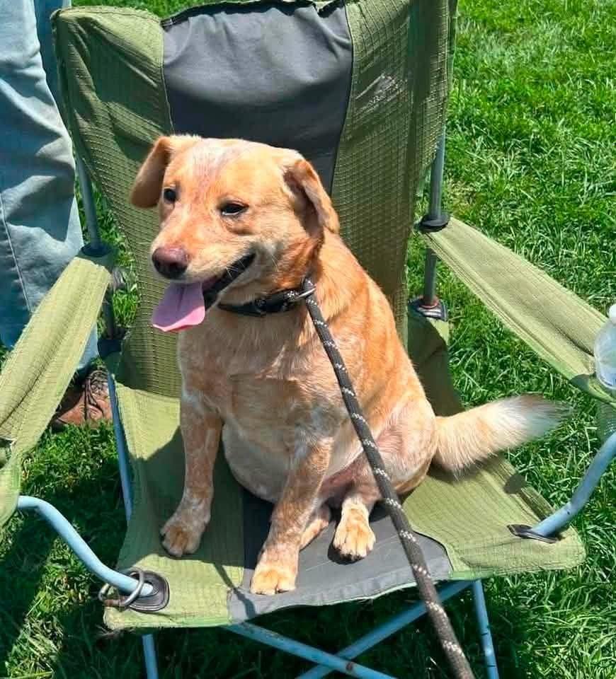 Lonestar, a Adopted mixed breed in Evansville, IN image 2/2