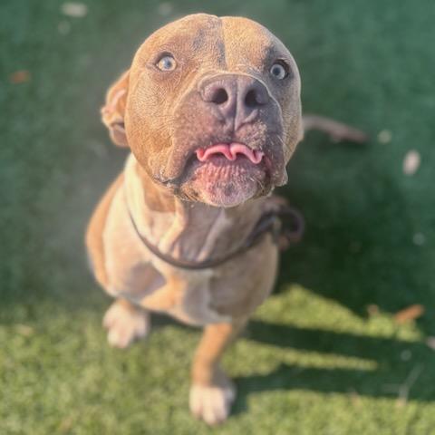 Enlarge RODNEY, a Adoptable mixed breed in Texas City, TX image 1/1