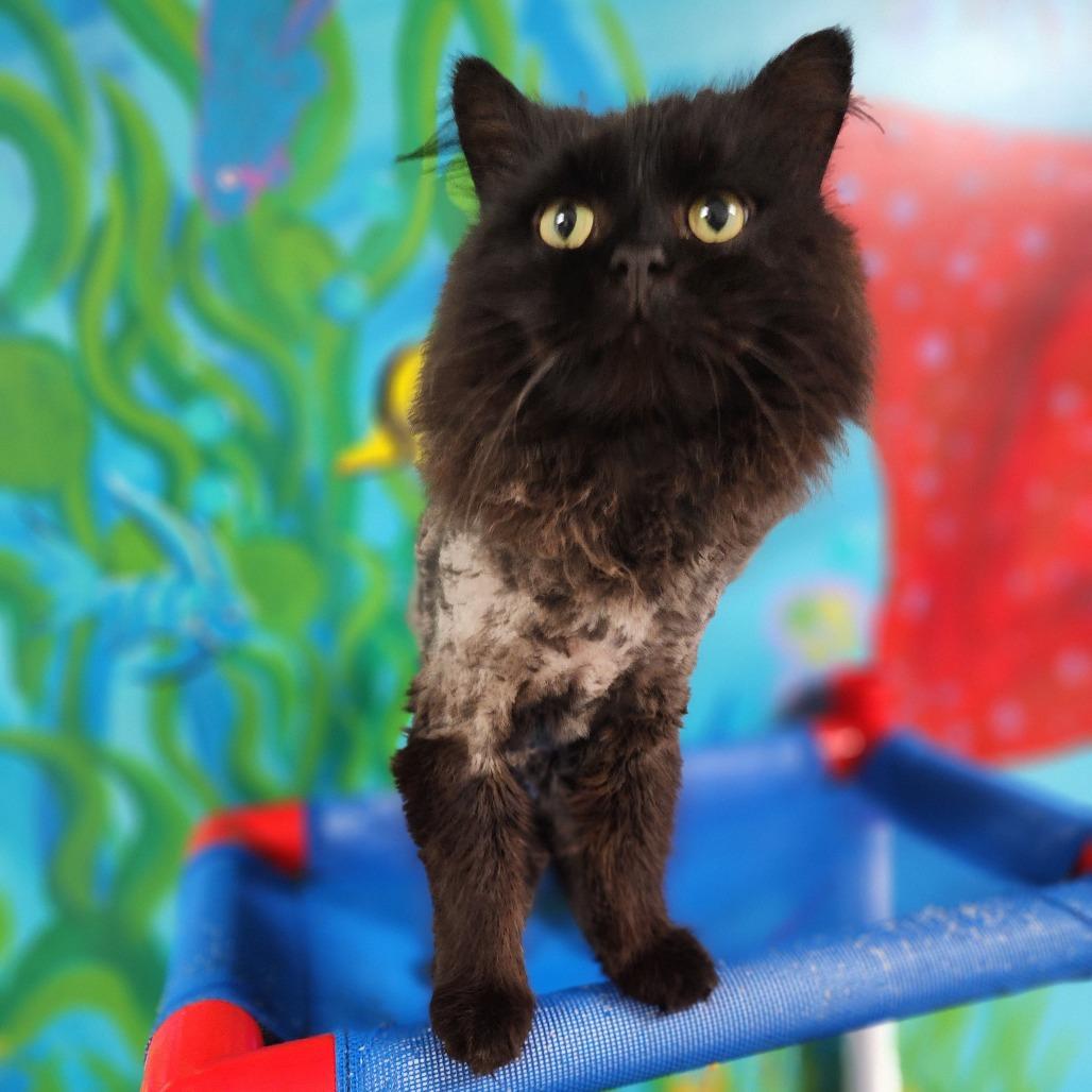 Pawl McCatney, Adoptable, Adult Male Domestic Short Hair.