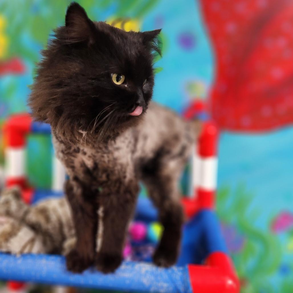 Enlarge Pawl McCatney, a Adoptable Domestic Short Hair in Dixon, IL image 2/4