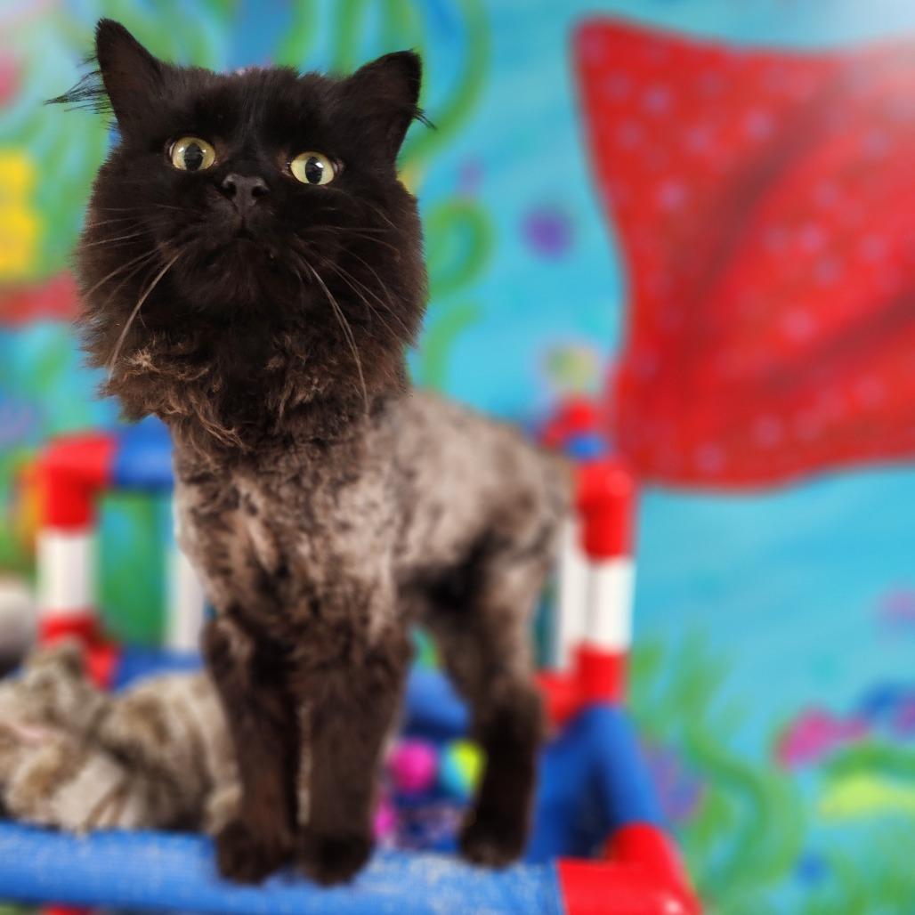 Enlarge Pawl McCatney, a Adoptable Domestic Short Hair in Dixon, IL image 3/4
