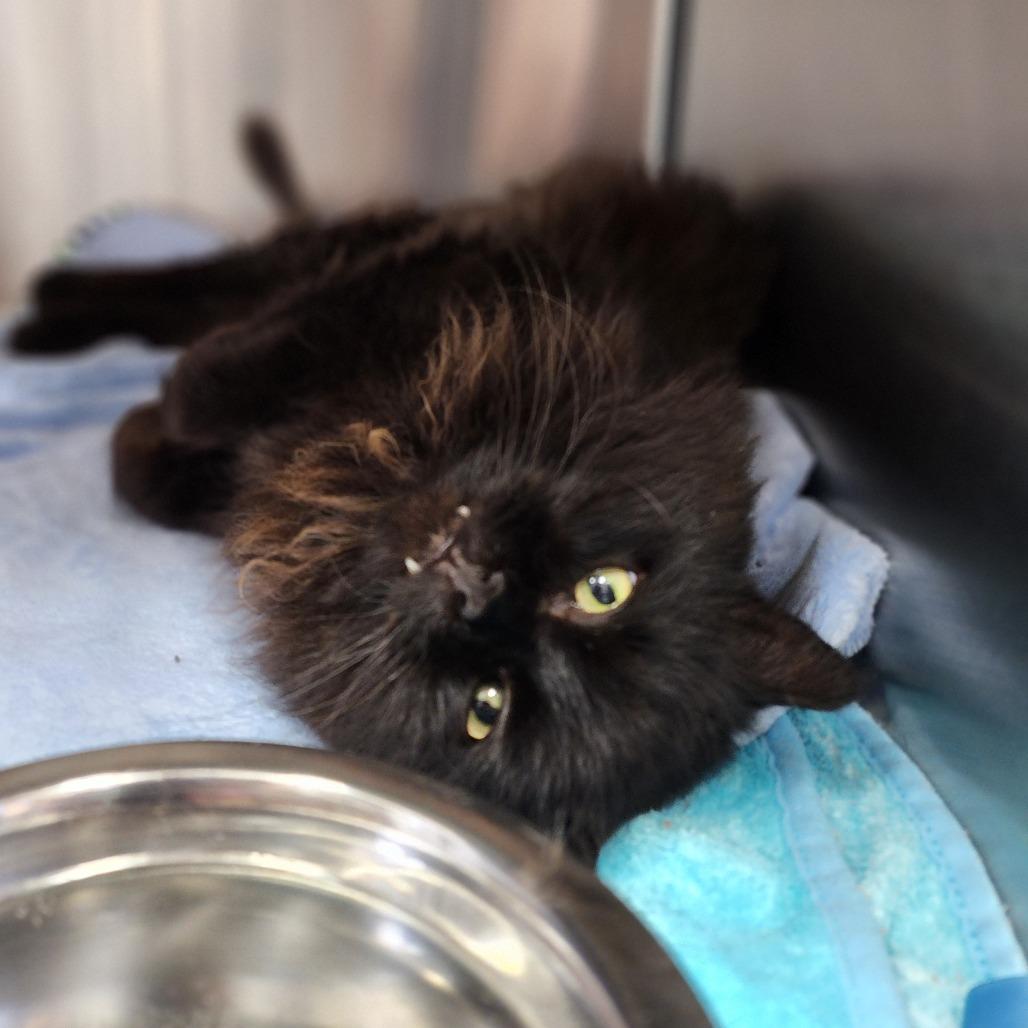 Enlarge Pawl McCatney, a Adoptable Domestic Short Hair in Dixon, IL image 4/4
