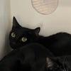 Blueberry, Adoptable, Young Female Domestic Short Hair.