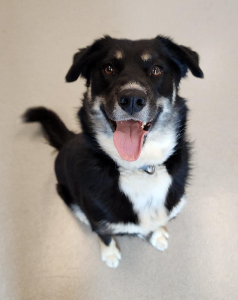 Storm, Adoptable, Young Female Husky & Cattle Dog.