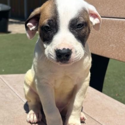 BIRDIE, adopted, Puppy Male Mixed Breed.
