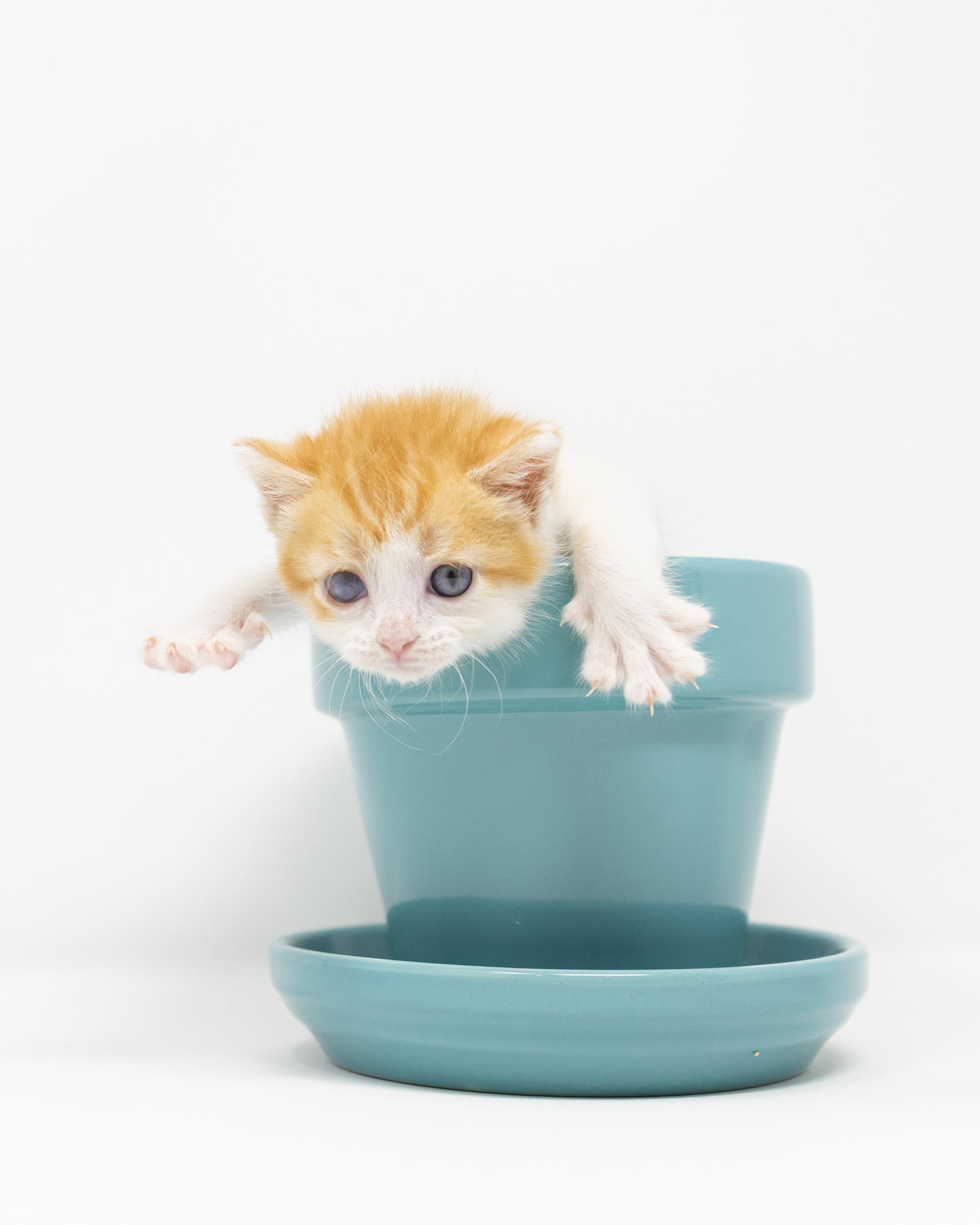 Enlarge Ginger Snap, a ADOPTABLE Tabby in Trophy Club, TX image 6/6