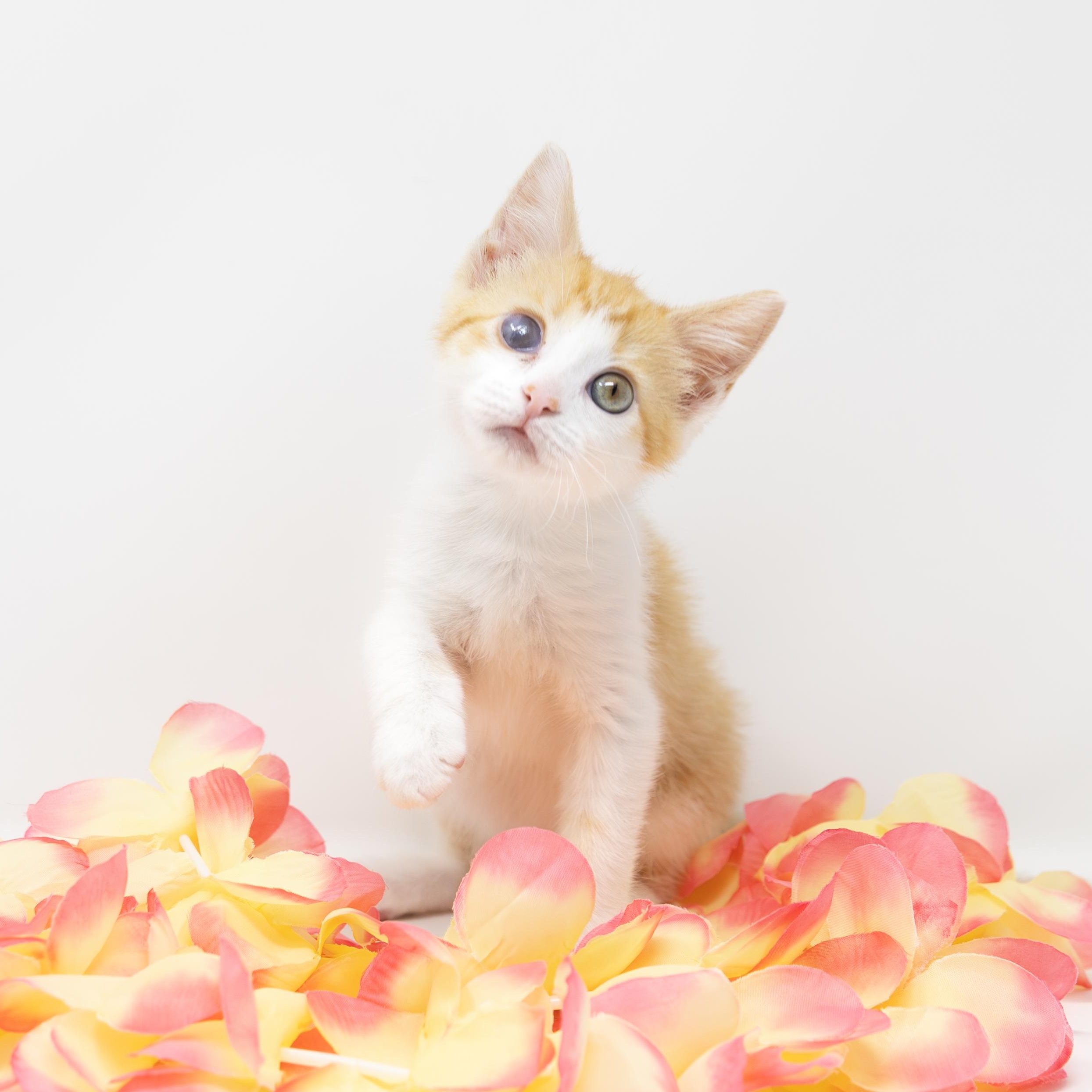 Ginger Snap, ADOPTABLE, Kitten Female Tabby.