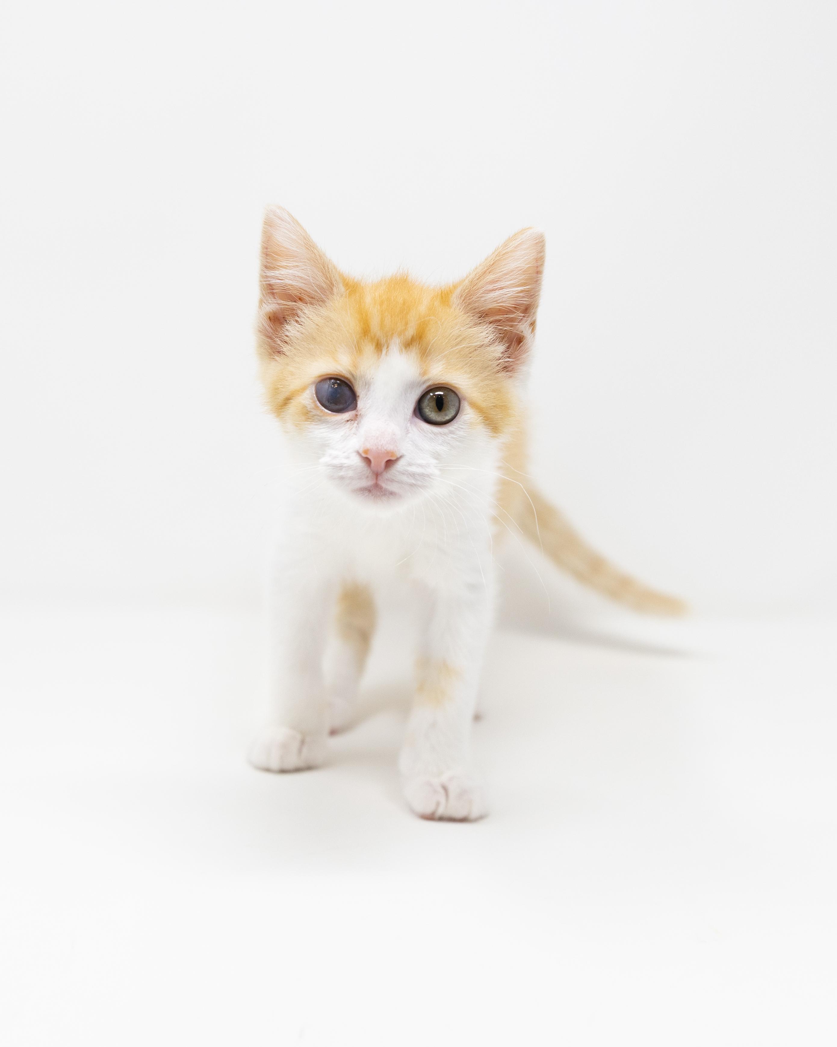 Enlarge Ginger Snap, a ADOPTABLE Tabby in Trophy Club, TX image 4/6