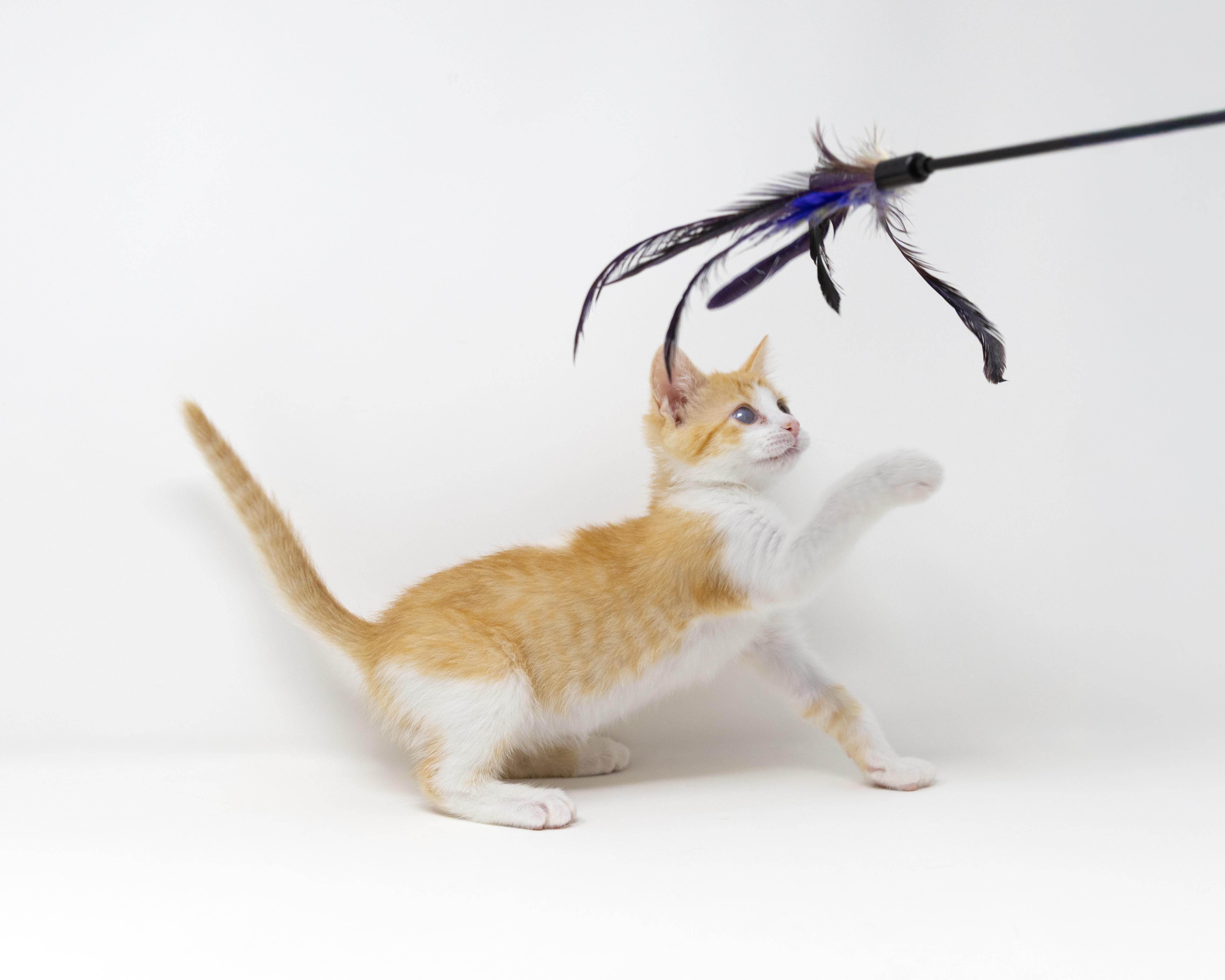 Enlarge Ginger Snap, a ADOPTABLE Tabby in Trophy Club, TX image 5/6