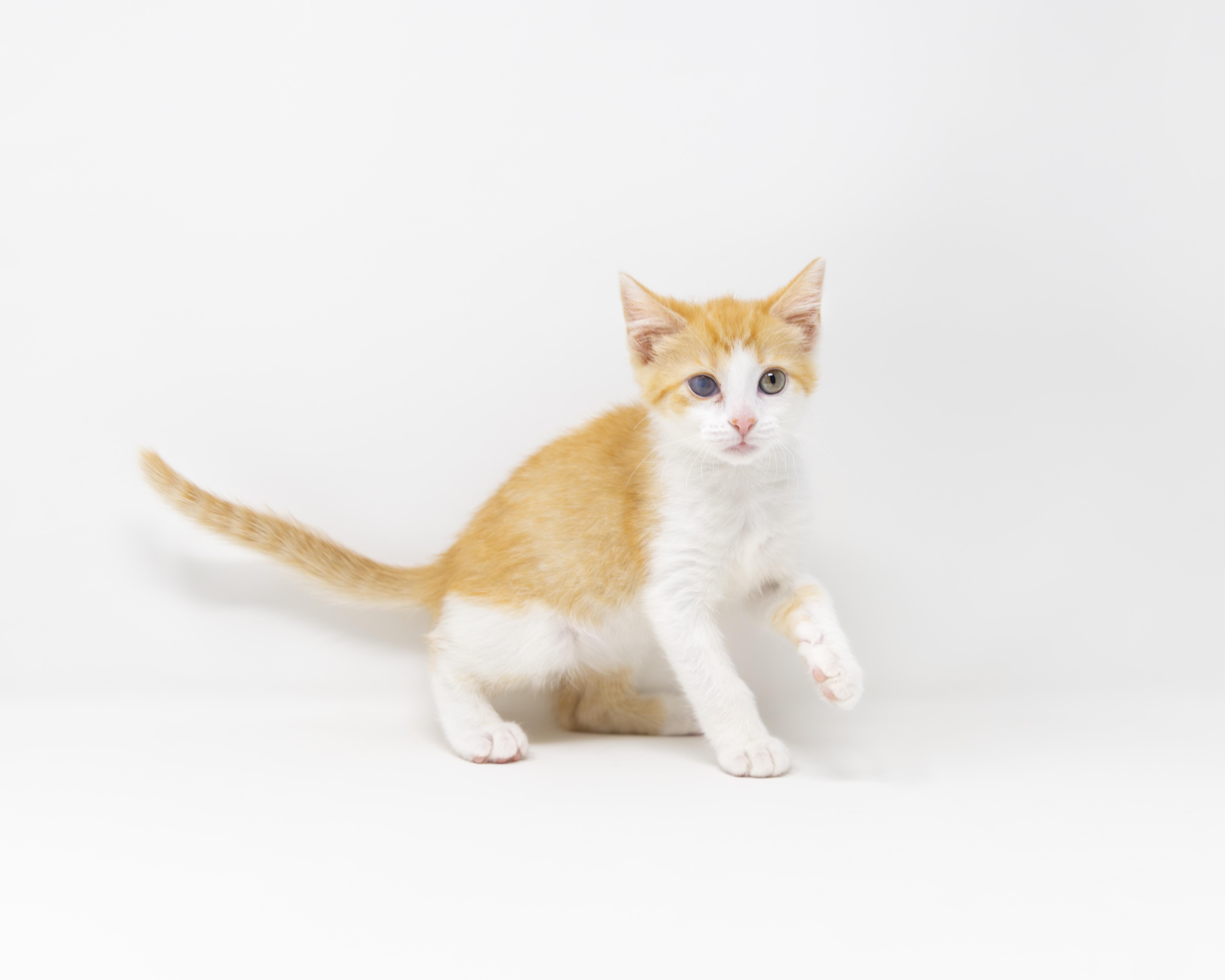 Enlarge Ginger Snap, a ADOPTABLE Tabby in Trophy Club, TX image 3/6
