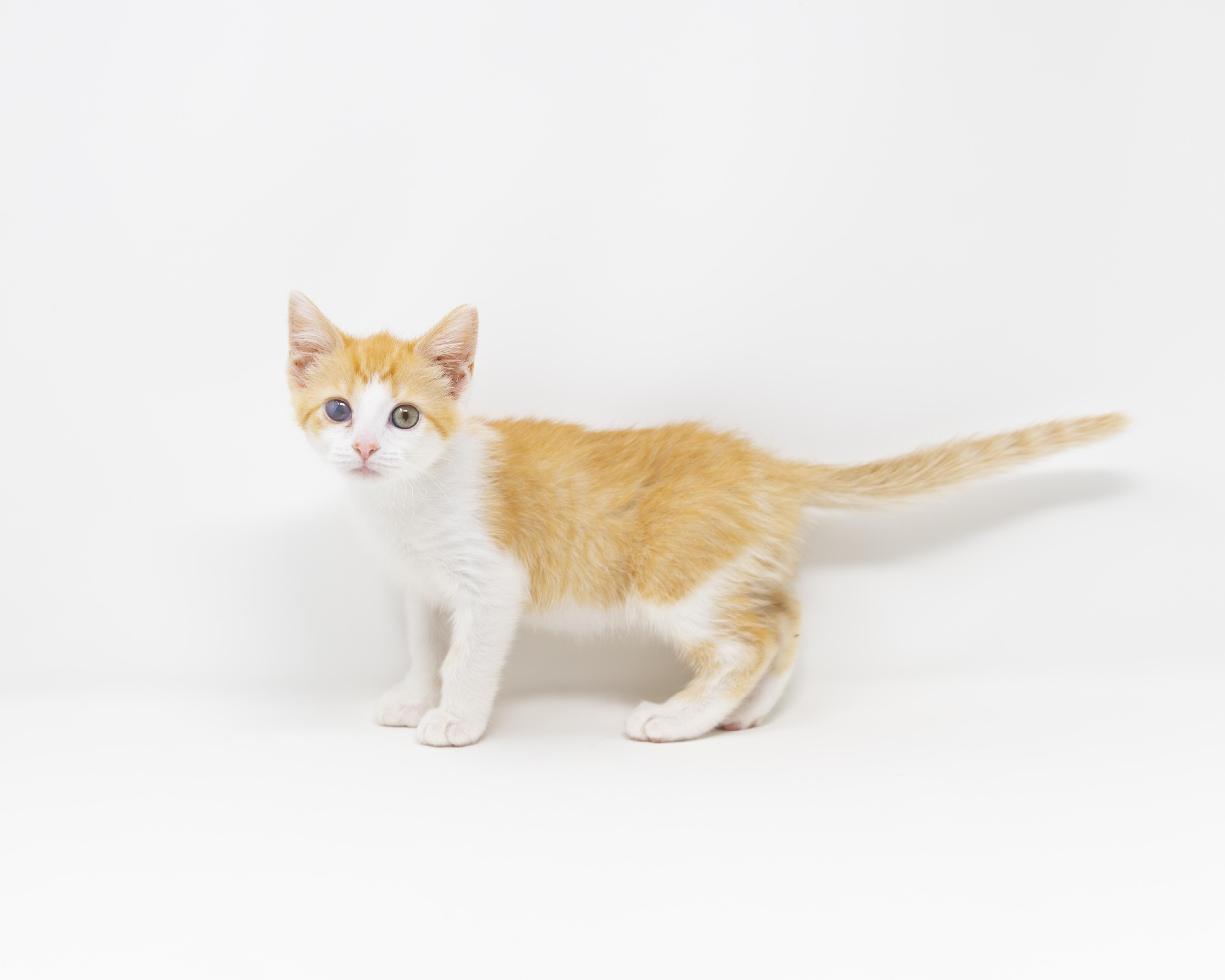 Enlarge Ginger Snap, a ADOPTABLE Tabby in Trophy Club, TX image 2/6