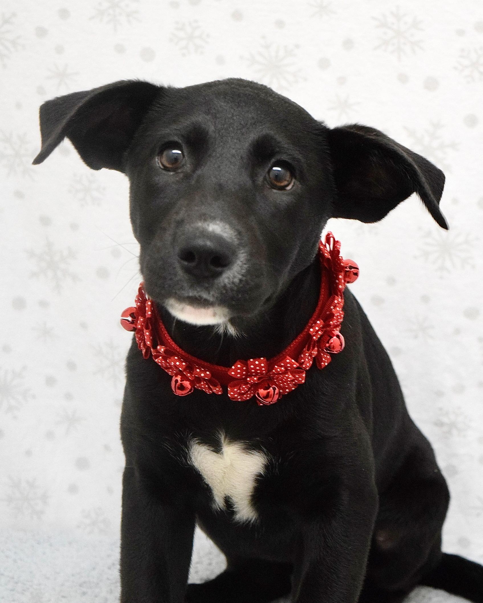 Rizzo, ADOPTABLE, Puppy Female Pit Bull Terrier & Shepherd.