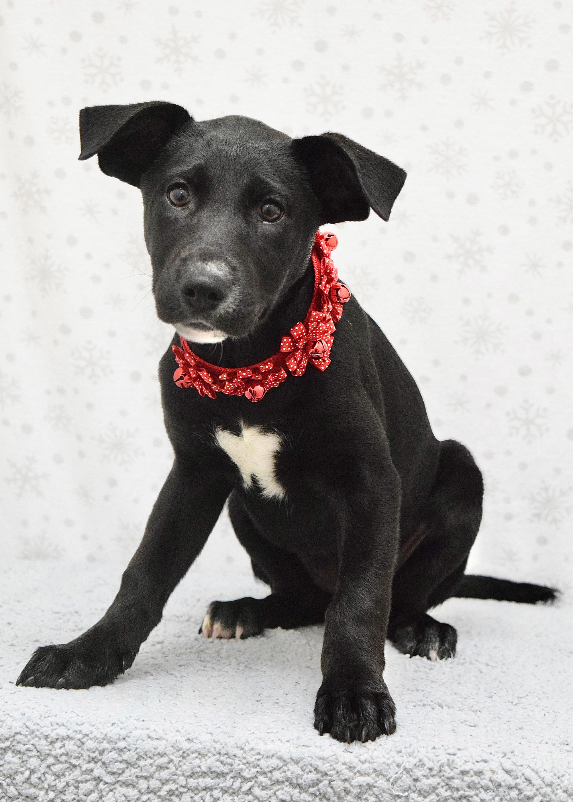 Enlarge Rizzo, a ADOPTABLE mixed breed in Dublin, CA image 2/3