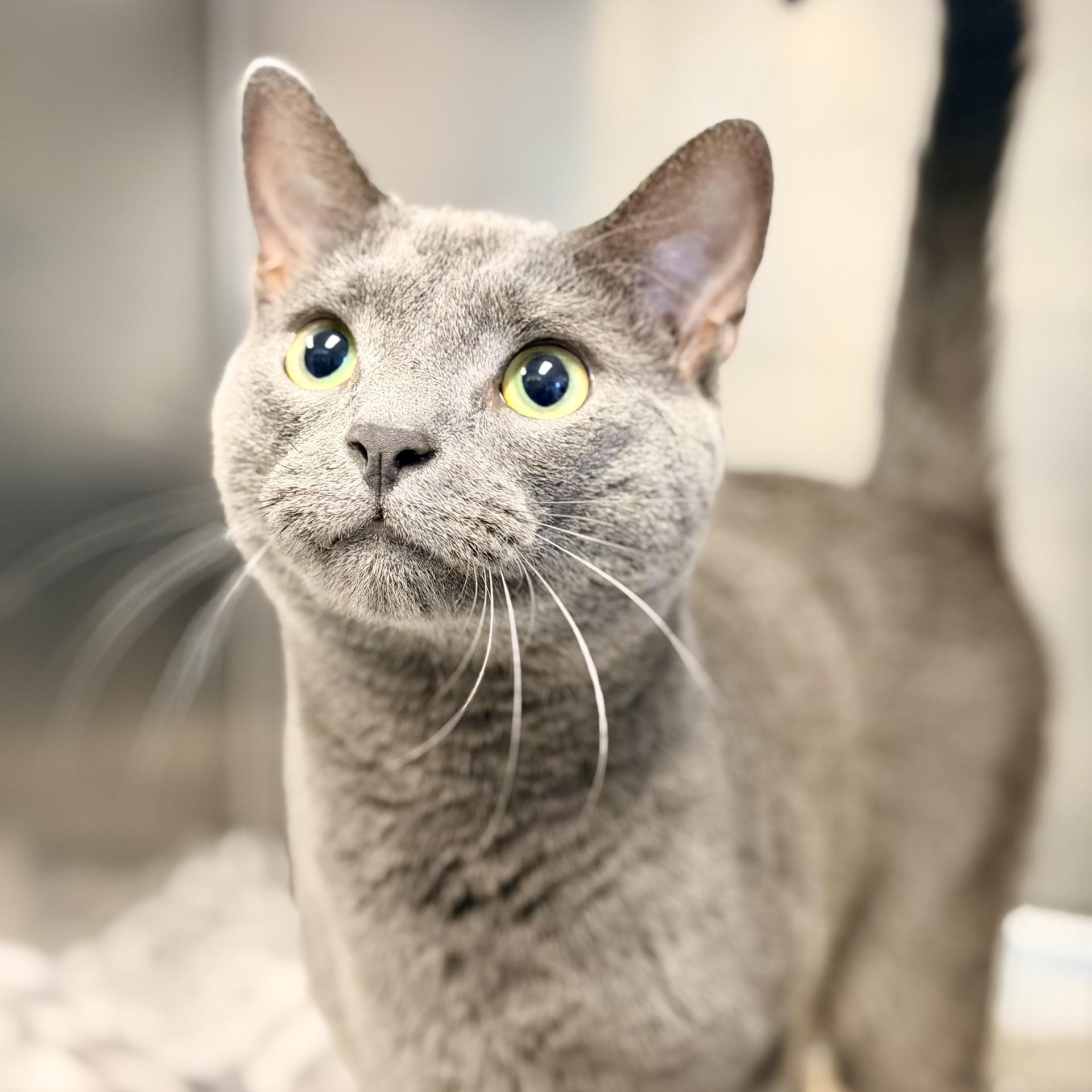 Enlarge Micio, an adopted Domestic Short Hair in Manahawkin, NJ image 1/2