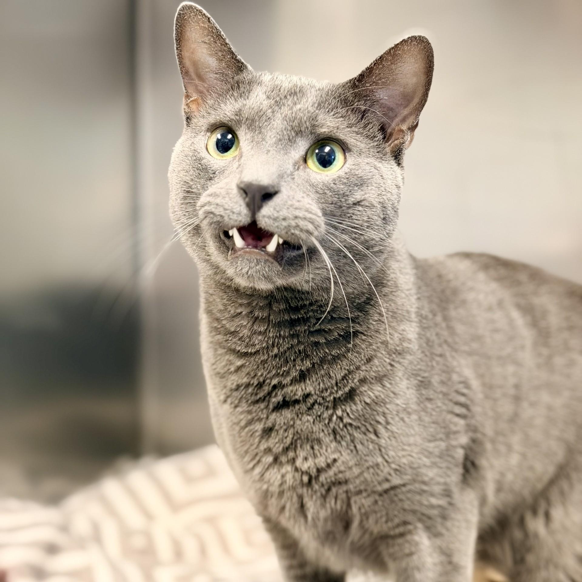 Enlarge Micio, an adopted Domestic Short Hair in Manahawkin, NJ image 2/2