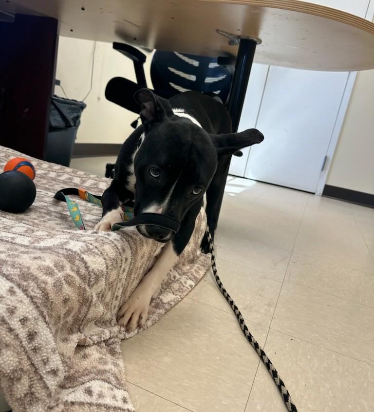 Enlarge Denali , a ADOPTABLE Pit Bull Terrier in Clayton, NJ image 3/3