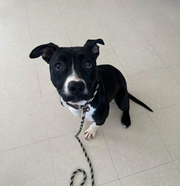 Enlarge Denali , a ADOPTABLE Pit Bull Terrier in Clayton, NJ image 2/3